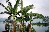 Lake Kivu seen from Cyangugu